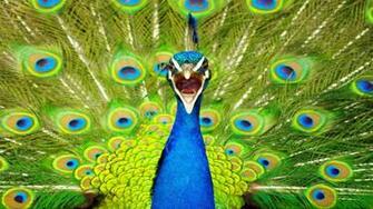 Peafowl Wallpaper First HD