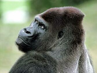 Very Sweet And Cute Animals Funny Gorilla Wallpaper For Desktop