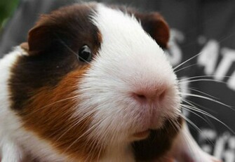 Guinea Pig Wallpaper