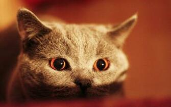 Big Cat Eyes In High Quality Wallpaper Size Amazingpict
