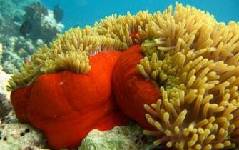 Best Sea Life Desktop Wallpaper Mela