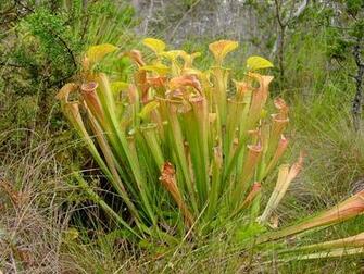 File Sarracenia Oreophila Ne4 Jpg