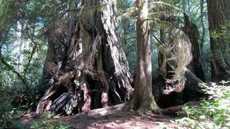 Redwood National Park Wallpaper In Landscape