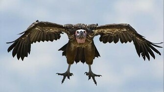Vulture Wallpaper