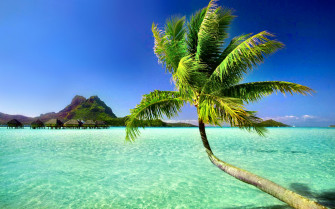 Palm Tree Wallpaper