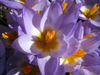 HD Flower Wallpaper Summer Flowers