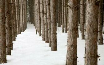 Wallpaper Tree Big Wood In Forest