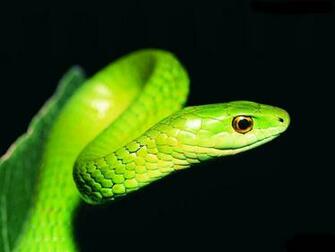 Beautiful Wallpaper Best Snake