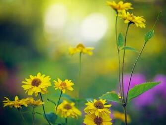 Late Summer Bokeh