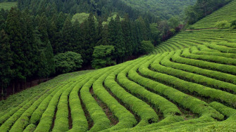 Tea Garden Wallpaper