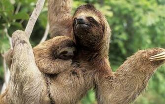 Sloth Brown Throated HD Wallpaper High Definition