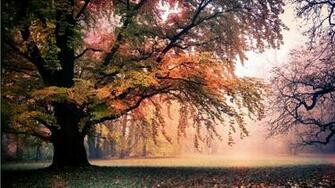 Gold Autumn Nature Landscape Wallpaper For X Resolution