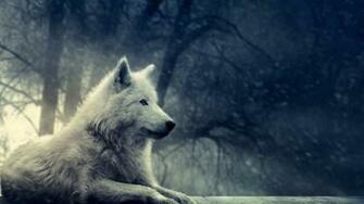 Wallpaper For White Wolf HD