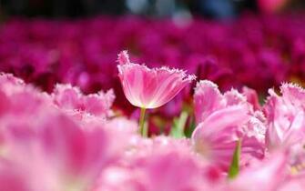 Pink Flowers Tulips HD Desktop Wallpaper Widescreen