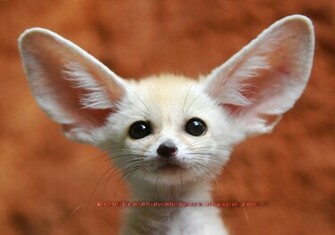 Beautiful Wallpaper Top Cutest Animals Ever
