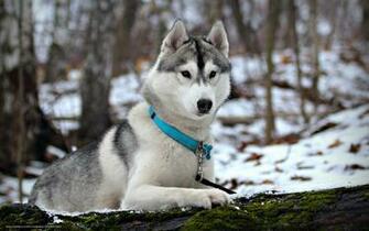 Wallpaper Dog Husky Winter Snow Desktop In