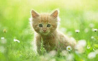 Cute Kitten Desktop Pc And Mac Wallpaper