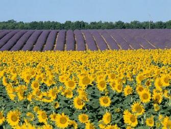 Pin France Provence Lavender Field Landscape Wallpaper On
