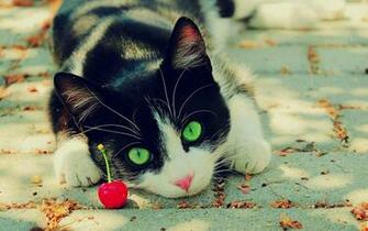 Cat Jpeg