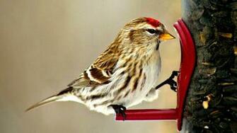 Common Redpoll HD Desktop Wallpaper Widescreen High Definition