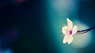 Spring Flowers Background