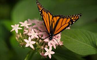 Nature Butterfly Wallpaper