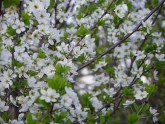 Saskatoon Bloom Spring Wallpaper Background