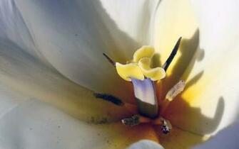 Black And White Wallpaper Beautiful Flower Close Up