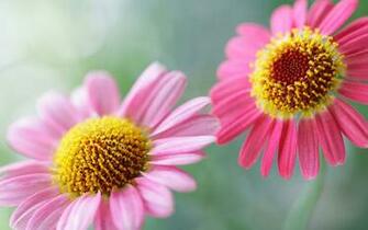Charming Feminine Pink Flowers HD Wallpaper Flower