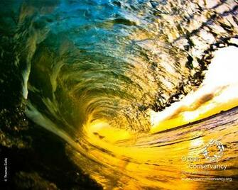 Ocean Conservancy Desktop Wallpaper
