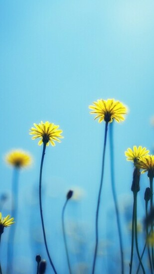Flower Dandelion Wallpaper For Samsung Galaxy Note