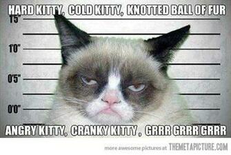 Funny Angry Cats Background Wallpaper