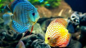 Fish HD Wallpaper For Your Desktop Tablet Mac Laptop