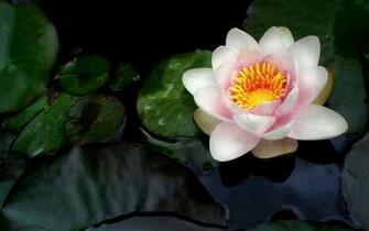 Wallpaper Sleeping Beauty Lily Flowers HD