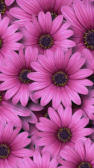Daisy Aesthetic Computer Wallpaper