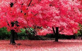 Autumn Nature HD Wallpaper 1080p