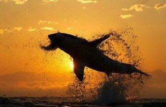 Air Jaws I Get So Excited For This When Shark Week Comes On