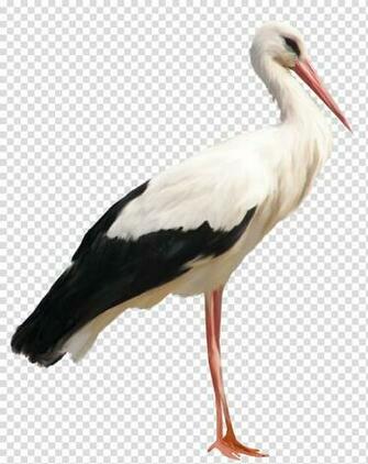 White Stork Transparent Background Png Clipart Pngguru