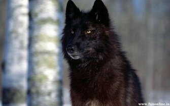 Wolf Wallpaper Black White And Grey Wolfs HD