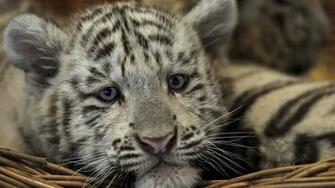 White Tiger Cub Wallpaper
