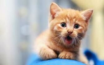 Cat Cute Fluffy Animal Wallpaper Animals Background Photo