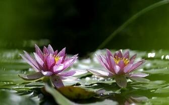Water Lily Computer Wallpaper Desktop Background Id