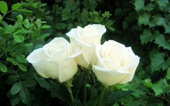 Wallpaper Widescreen Bouquet Rose Colorful Roses