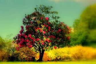 Beautiful Tree