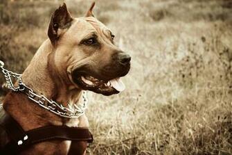 Image Amstaff Dogs Animals