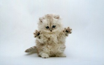 Cute Kitten Wallpaper Kittens