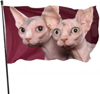 Amazon Canada Hairless Cat Sphynx Background Funny Colorful