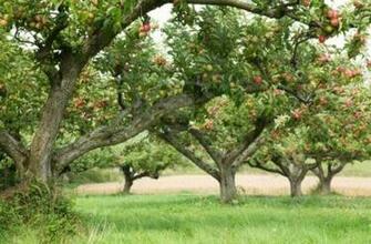 Our Rural Dream Tree Fruit