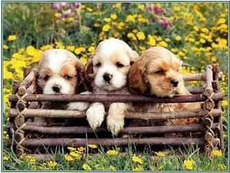 Cute Puppies In Spring Flowers Car Tuning