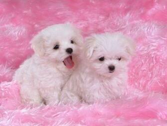 Cute Dogs And Puppies Wallpaper